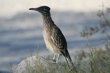 Roadrunner