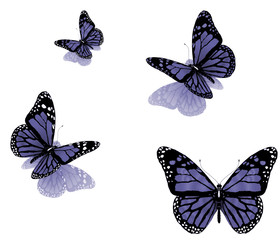 butterflies on a white background