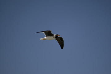Seagull