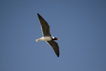 Seagull