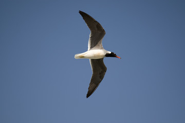 Seagull