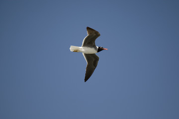 Seagull