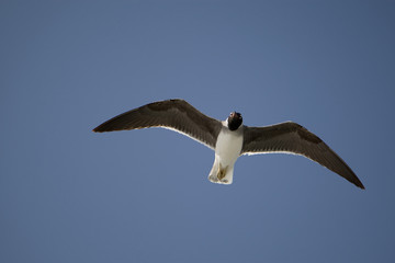 Seagull