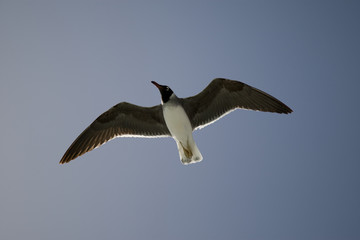 Seagull