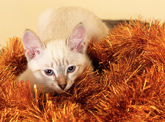 Thai kitten in Christmas tinsel.