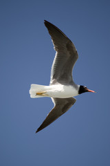 Seagull