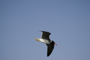 Seagull
