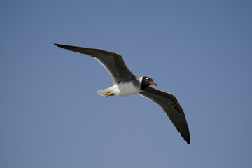 Seagull