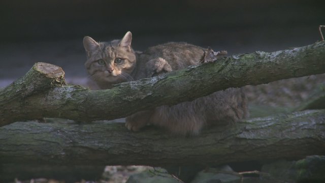 wildkatze