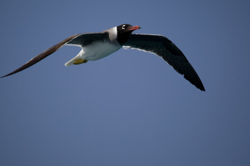 Seagull