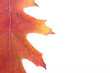 Autumn leaf on white background with space for your text