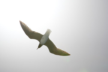 Seagull