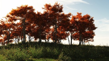 Autumn Trees in Sunshine