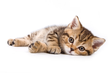 British kittens on white backgrounds