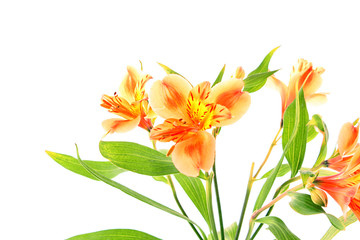 Fototapeta premium Yellow lily on a white background