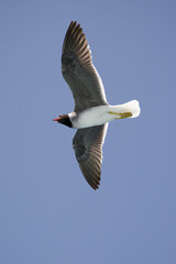 Seagull