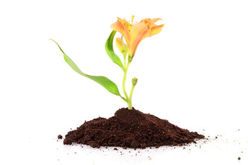 Young plant with flower in ground isolated on white