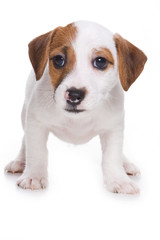 Jack Russell Terrier puppy on white