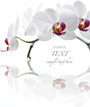 Fototapeta White Orchid on white background