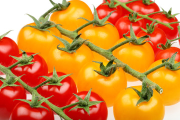 Vine Grown Organic Tomatoes