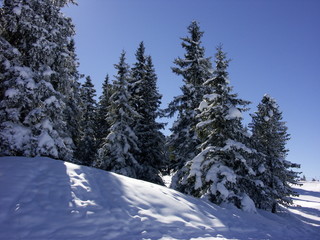 Fototapeta na wymiar Schneebedeckte Tannen
