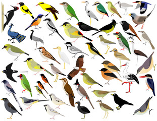 Birds variety colorful selection drawing wings collection
