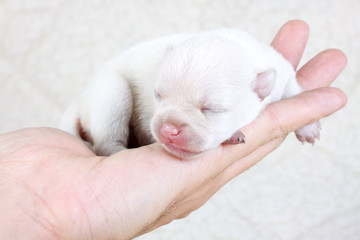 chihuahua puppy in studio