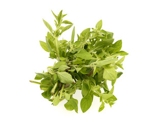 Fresh Oregano