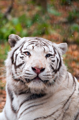 Naklejka na ściany i meble Biały Tygrys bengalski w zoo