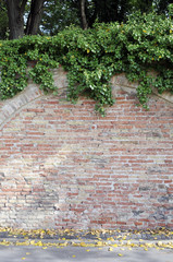 Alte Mauer am Park mit Efeu überwachsen