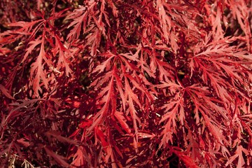 Naklejka premium roter ahorn