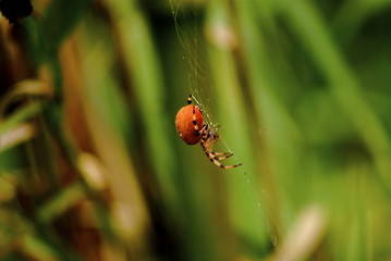 Red spider