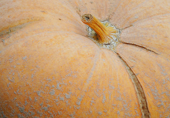 Pumpkin background, selective focus