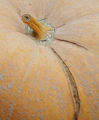 Pumpkin background, selective focus