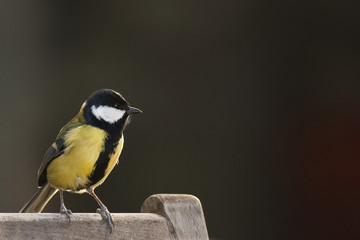 Parus major - Mésange charbonnière - Great Tit