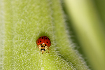 Tiny red lady bug on Okra plant stem