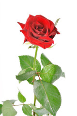 Fototapeta premium one red rose with green leaves on a white background