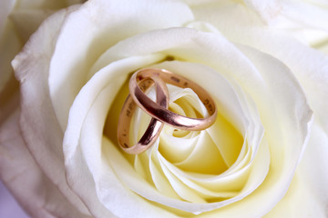 Closeup of wedding rings near white rose