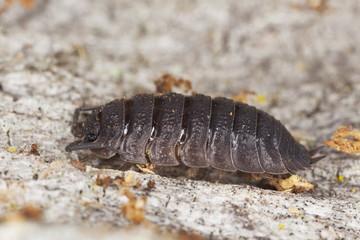Woodlouse. Extreme close-up
