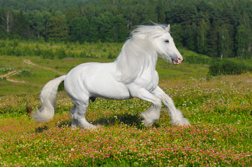 Obraz na płótnie Canvas biały koń biegnie galopem na łące