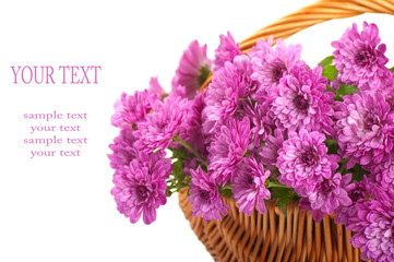Pink chrysanthemum in a basket