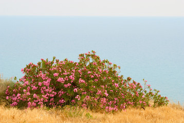 Pink bush