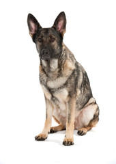 grey german shepherd dog