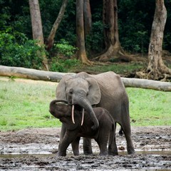 The kid the elephant calf with mum.