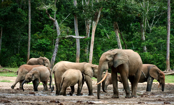 Fototapeta African Forest Elephants ( Loxodonta cyclotis).