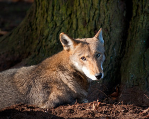 Red Wolf