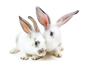 Happy New Year of rabbit