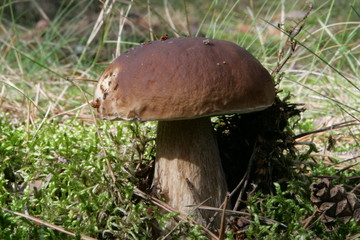 Steinpilz (Boletus edulis)