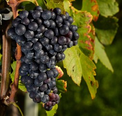 Weintrauben
