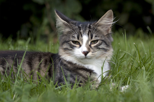 Kater